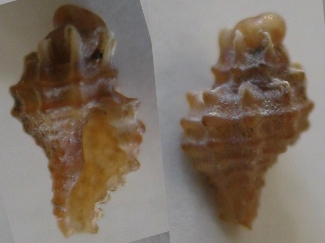 Muricopsis cristata?